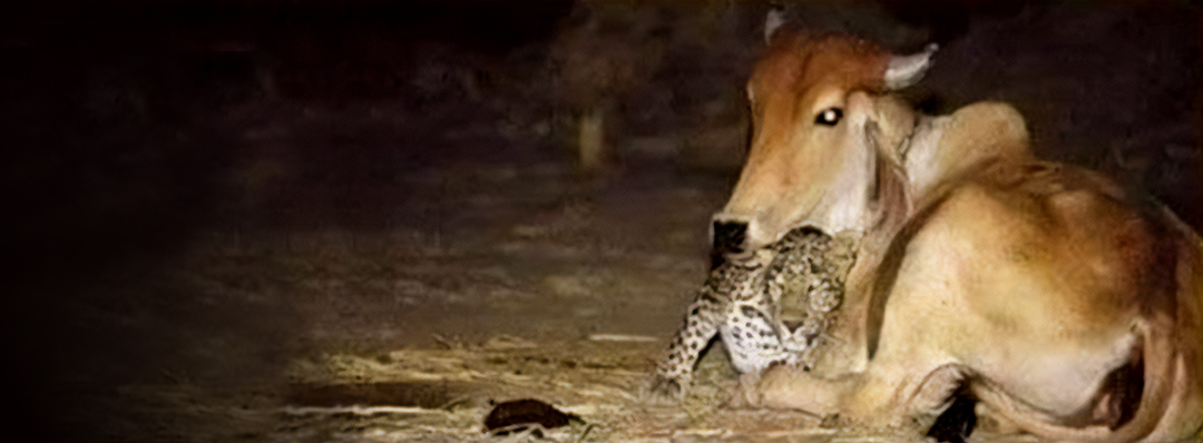 amore tra mucca e leopardo