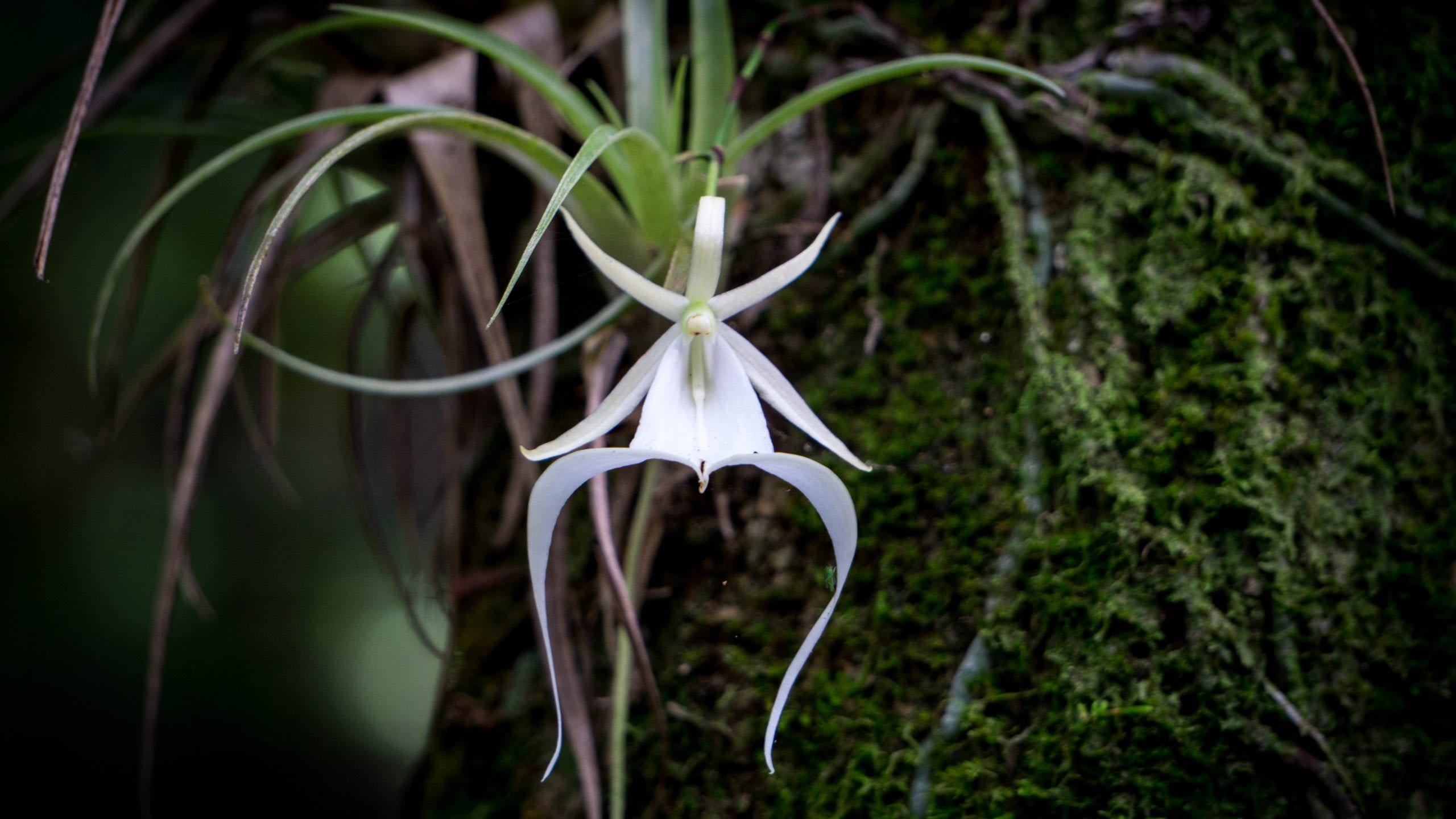 orchidea fantasma
